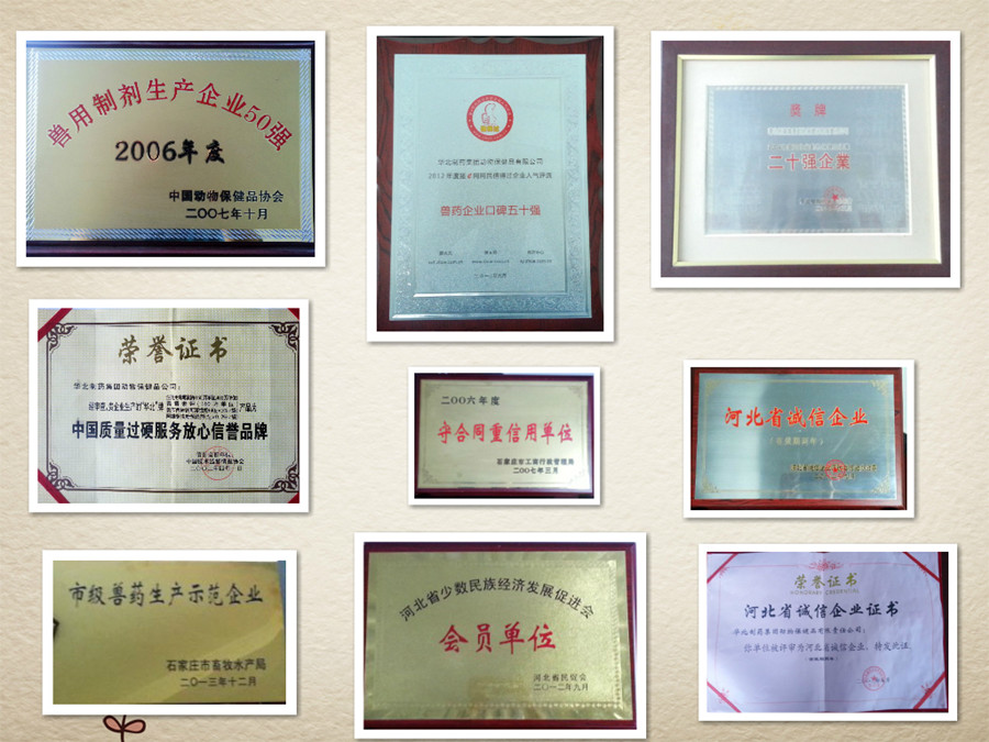 动保荣誉_副本.jpg